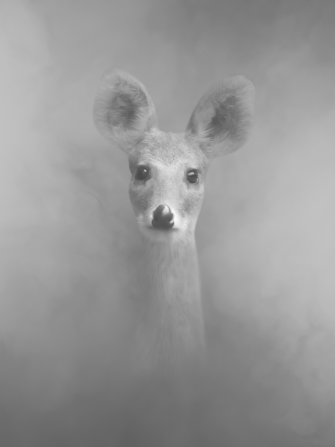 라니 109