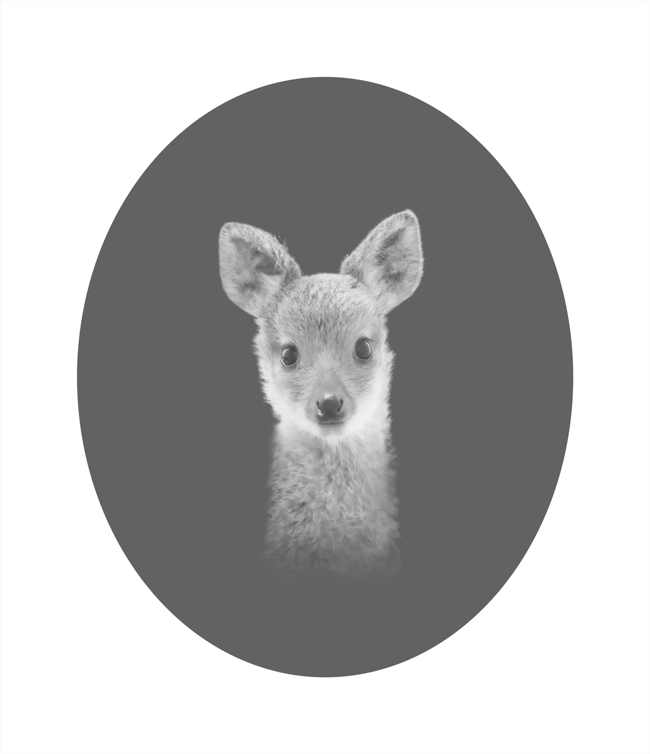 라니 41