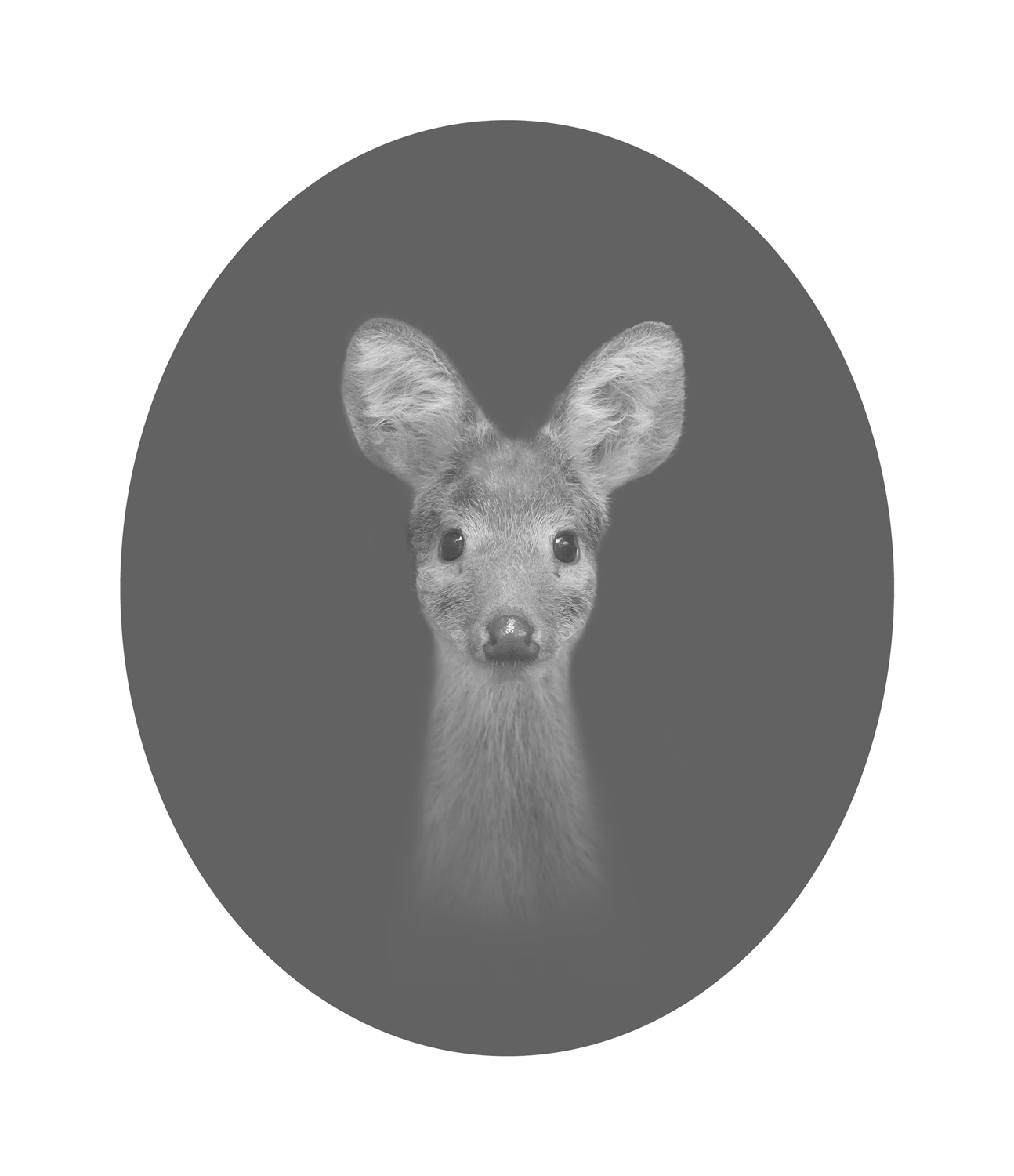 라니 81